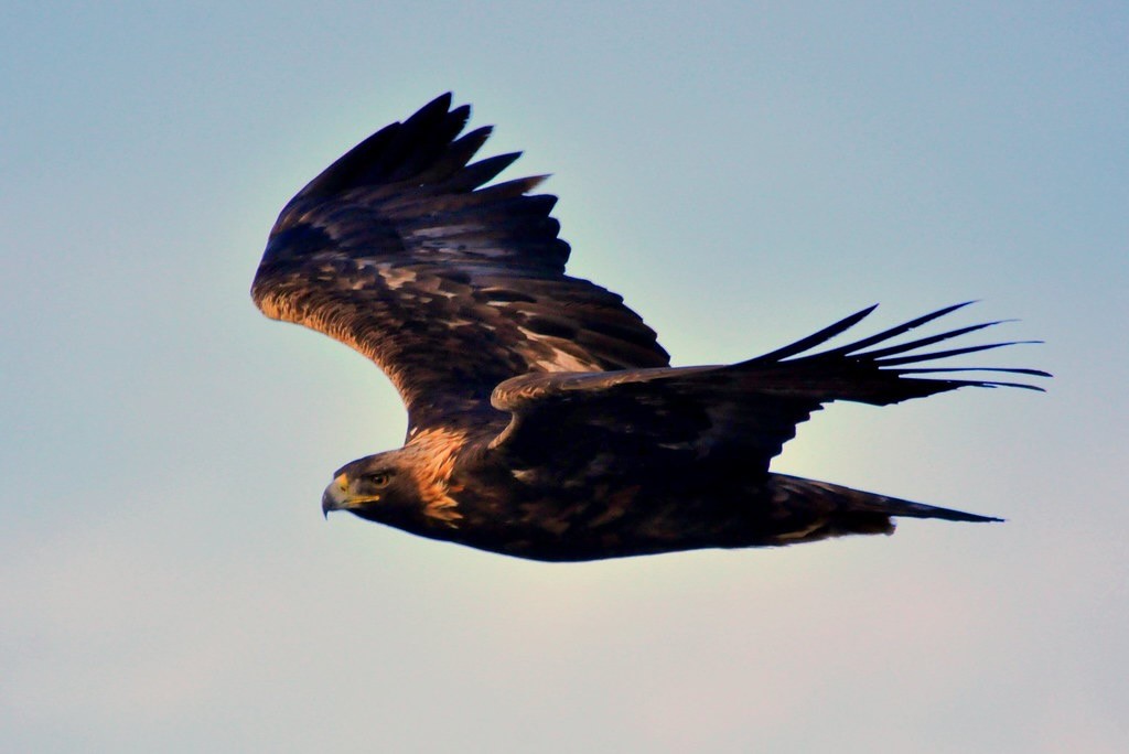 Golden Eagle Seedskadee NWR by Tom Koerner/USFWS Mountain Prairie is licensed under CC BY 2.0.
